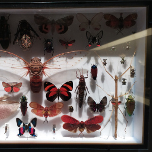 iinsectes3