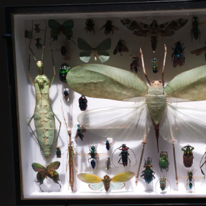 insectes2