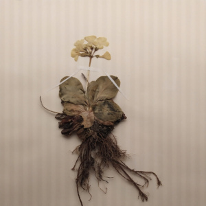herbier6