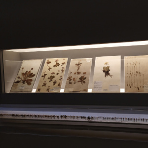 herbier