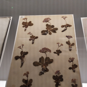 herbier5