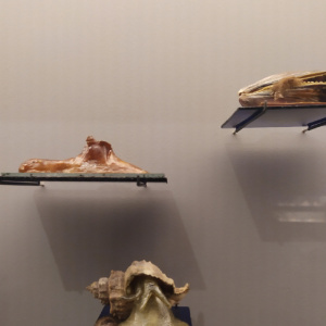 mollusques