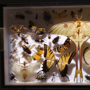 insecte1